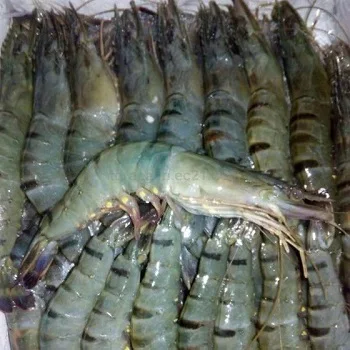 ブラックタイガーシュリンプ 冷凍キングエビ ホワイトシュリンプを手頃な価格で Buy Frozen White Vannamei Black Tiger Shrimps White Shrimps Product On Alibaba Com