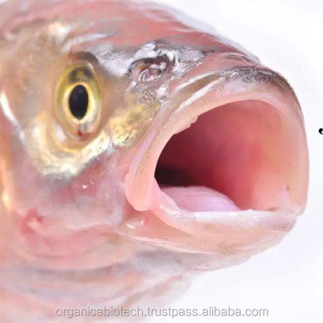 fish pond dirt cleaner for ideal growth of fish larvae - buy