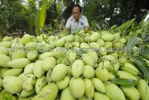 Good Price 100% Fresh Mangoes in the Season