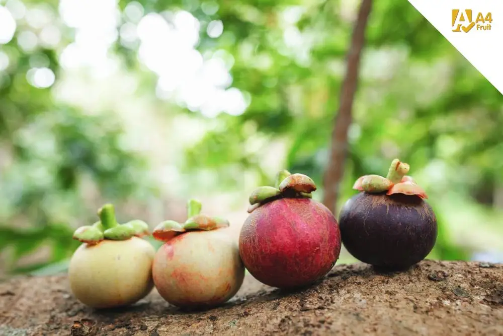 Fresh Mangosteen From Thailand And High Quality Fresh Mangosteen Fruit