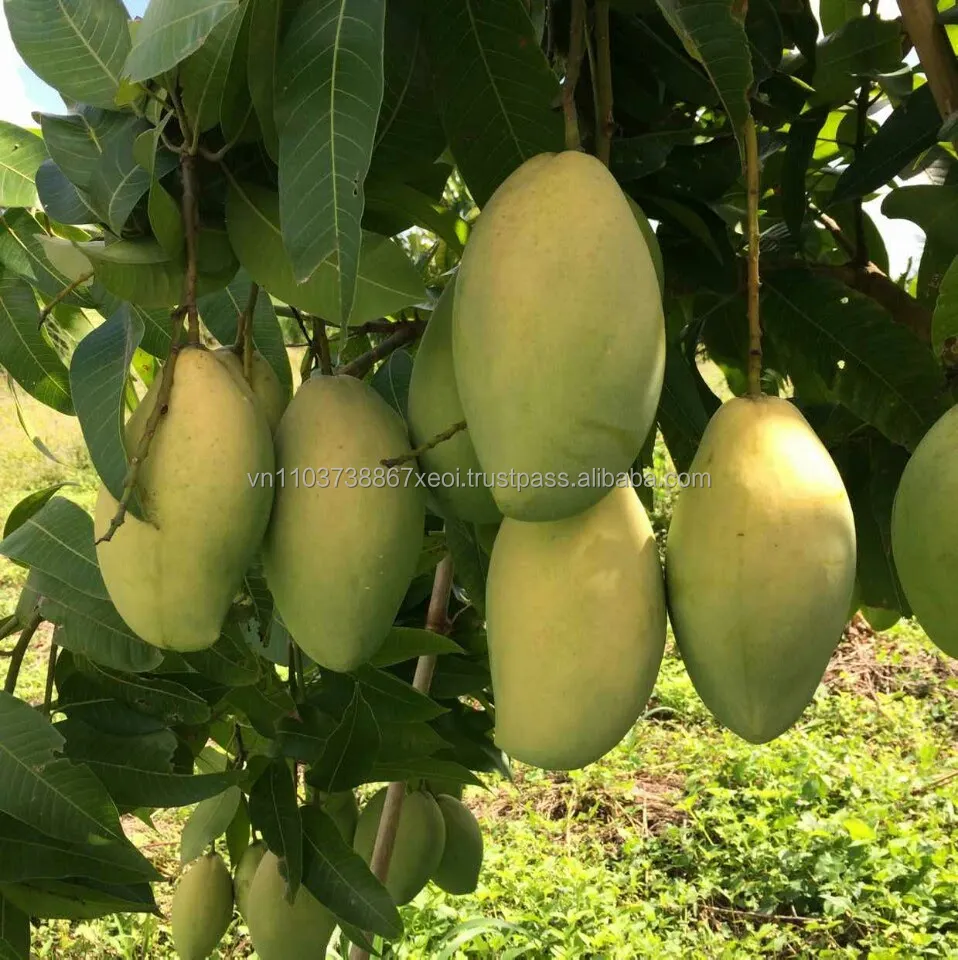 Good Price 100% Fresh Mangoes in the Season