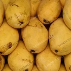Fresh Mango Fruit Ready To Export Chaunsa / Sindhri Mangoes