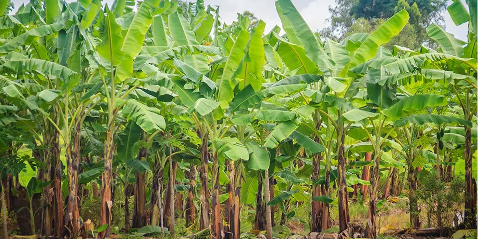 Доступны индийские свежие банановые листья...