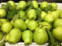 FRESH GUAVA/GUAVA FRUIT SELLING in BULK