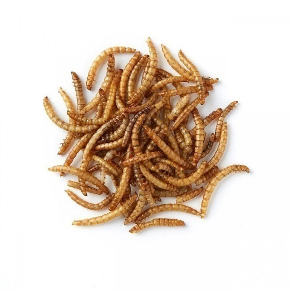 super freeze dried breeding/gut loading adult mealworms in cereal in food for chickens for birds
