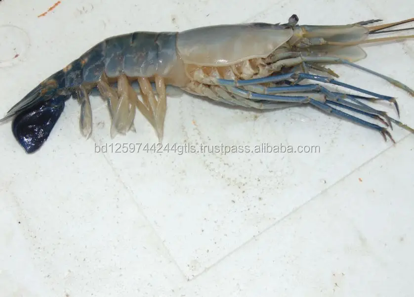 Fresh And Healthy Bangladeshi Golda Prawn Buy Live Prawn Giant Prawns King Prawn Product On Alibaba Com