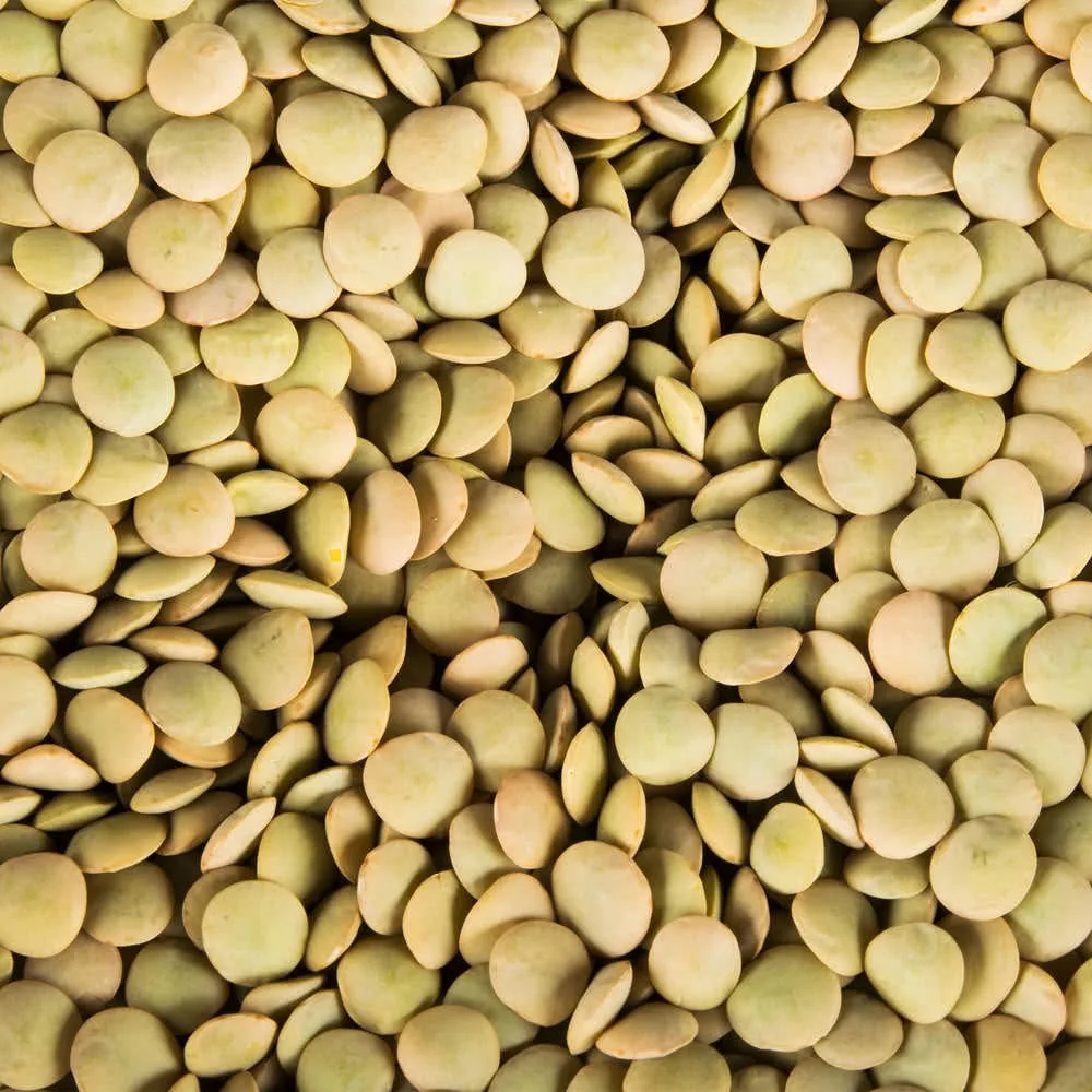 premium quality lentil beans for sale