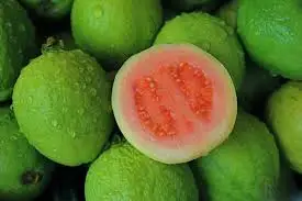 FRESH GUAVA/GUAVA FRUIT SELLING in BULK