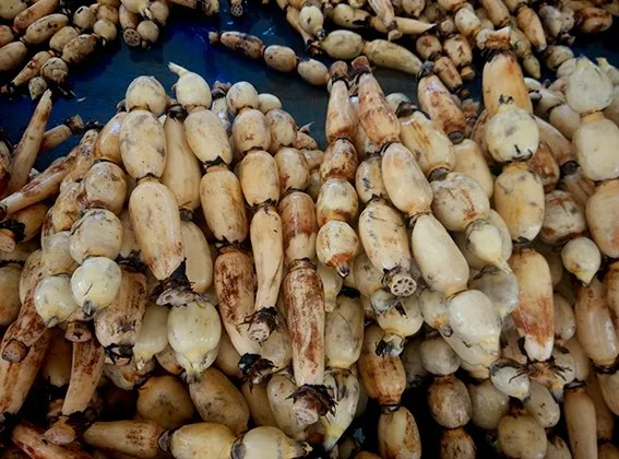 ベトナム産 美味しい冷凍・乾燥蓮根 輸出用 - エステル様| Alibaba.com