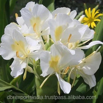 Ginger Lily Oil Buy Ginger Lily Oil Ginger Flower Essential Oil Ginger Lily Oil For Cosmetics Product On Alibaba Com