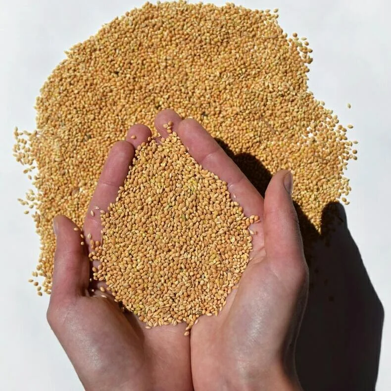 ukraine yellow millet for sale at bulk price - buy pearl millet