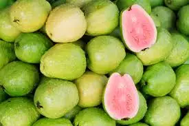 FRESH GUAVA/GUAVA FRUIT SELLING in BULK