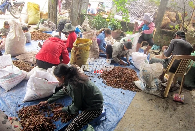 Dried Malva Nut/Scaphium Affine with Cheap Price