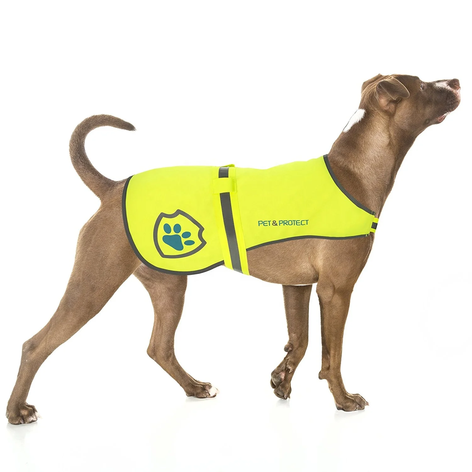 Safety vest for dog Clearance