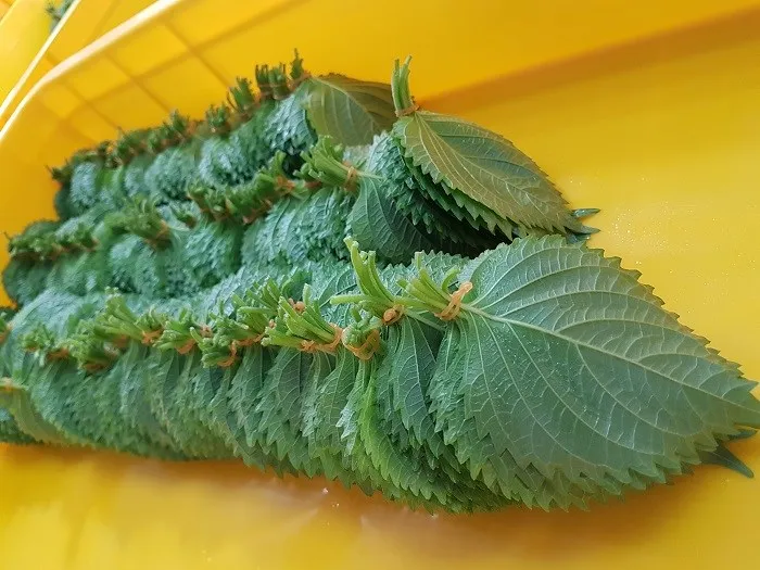 Порошок периллы высокого качества