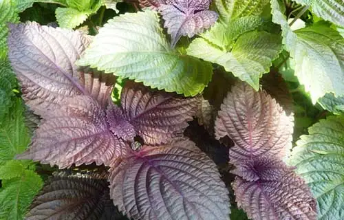 Порошок периллы высокого качества