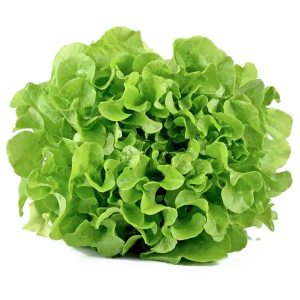 fresh green lettuce for sale - buy hydroponic lettuce,romaine