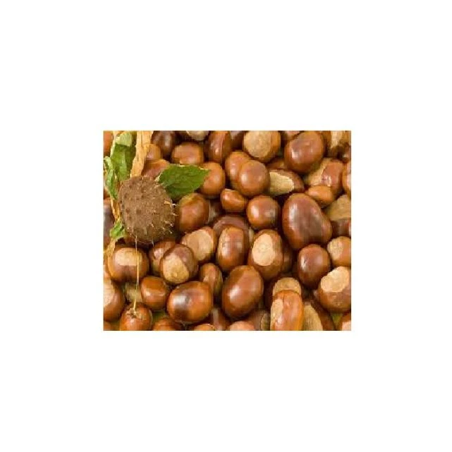 VIETNAM WHOLE SALE COMPETITIVE PRICE CHESTNUT