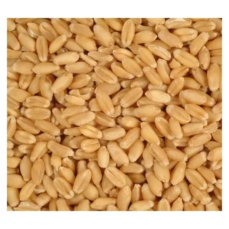 Ble Dur A Vendre Buy Ble Dur Semoule De Ble Dur Farine De Ble Dur Product On Alibaba Com