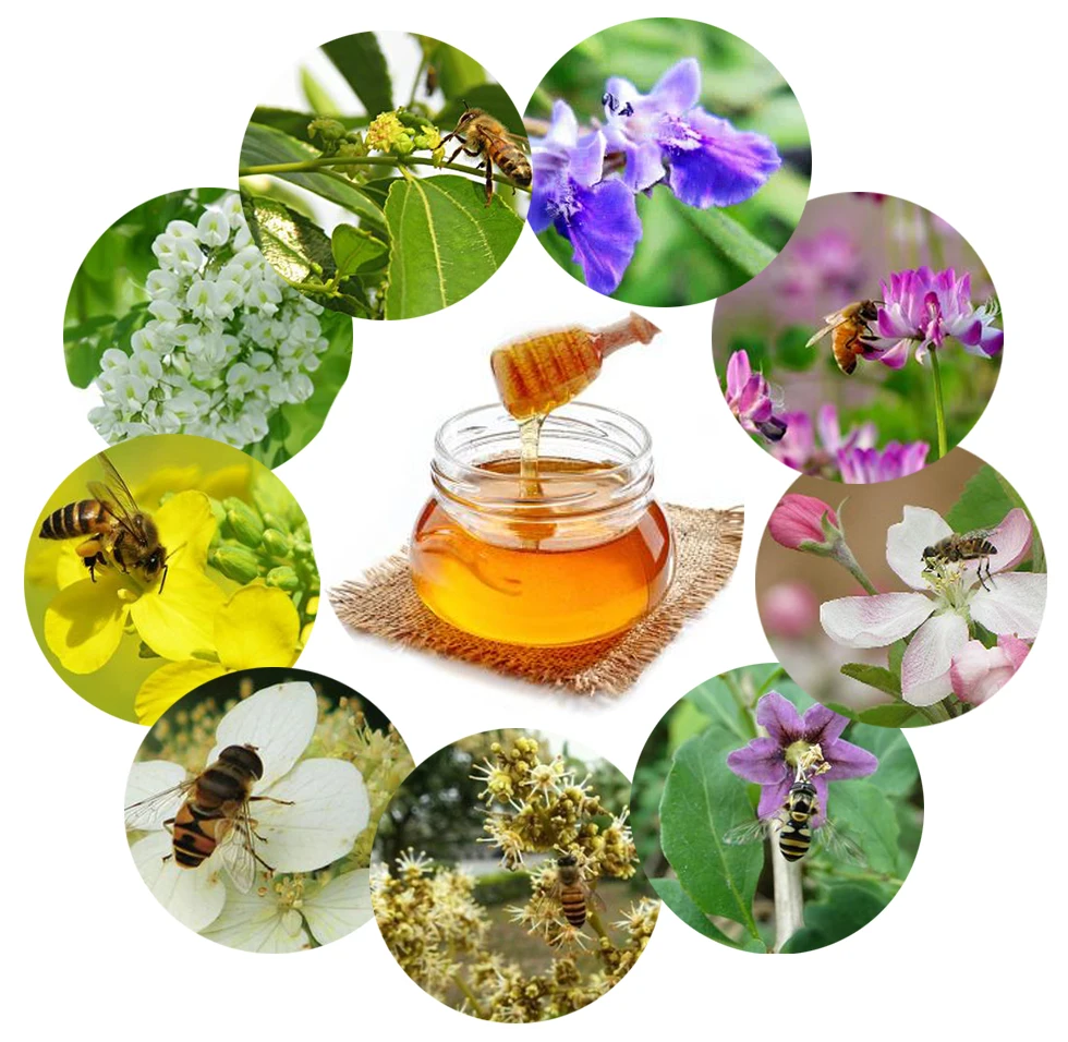 Медовая пчела