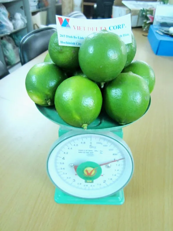 HIGH QUALITY Bearss Seedless Lime/Green Lime/ whatsapp +