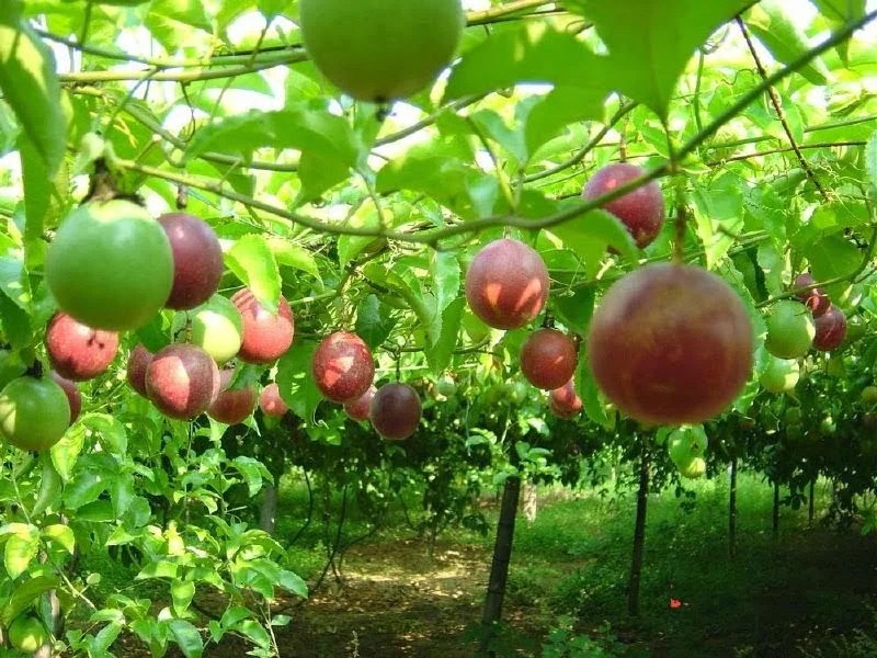 High Quality Passion Fruit From Vietnam Best Seller And Cheap Price