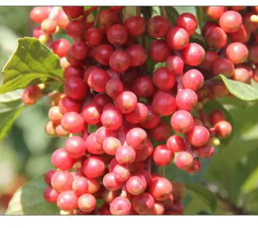Wu Wei Zi Wild Dried Five Flavor Berry Natural Omicha Magnolia Vine Fruits Without Colorants