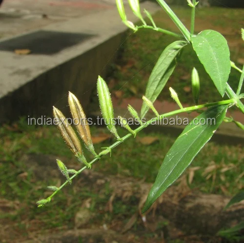 Чистый натуральный экстракт андрографиса паникулы андрографолид