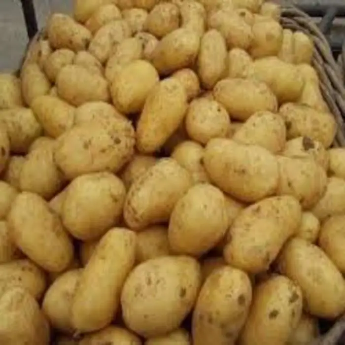 Wholesale Fresh Potato For Sale Buy Fresh Peeled Potatoes Fresh Potato Factory Price Of Fresh Potatoes Product On Alibaba Com