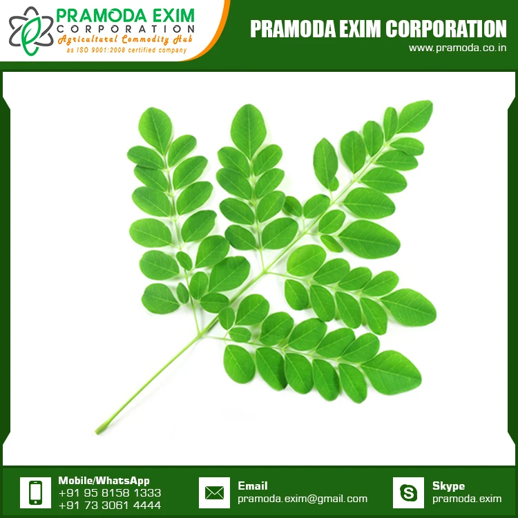 Аюрведическое растение, натуральные свежие листья Моринги