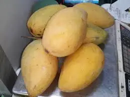 Alphonso mango Export From Vietnam Fresh mango