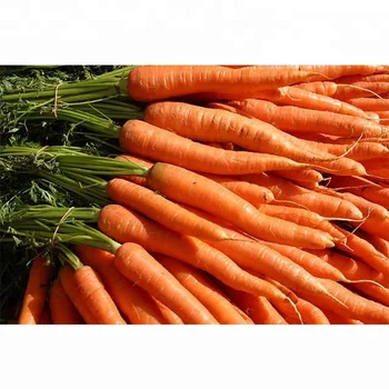 wholesale fresh carrot / fresh carrot vegetable / fresh carrot