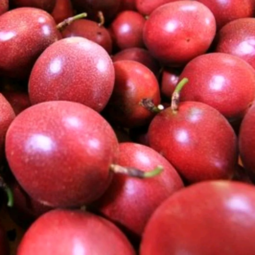 High Quality Passion Fruit From Vietnam Best Seller And Cheap Price