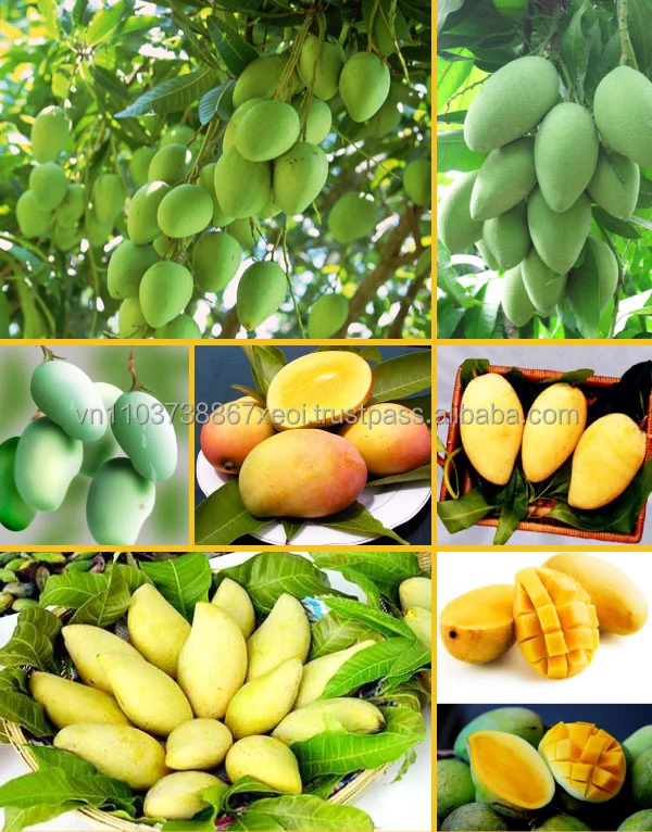 Good Price 100% Fresh Mangoes in the Season