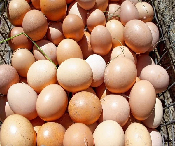 buy broiler chicken hatching eggs,farm fresh chicken eggs,egg