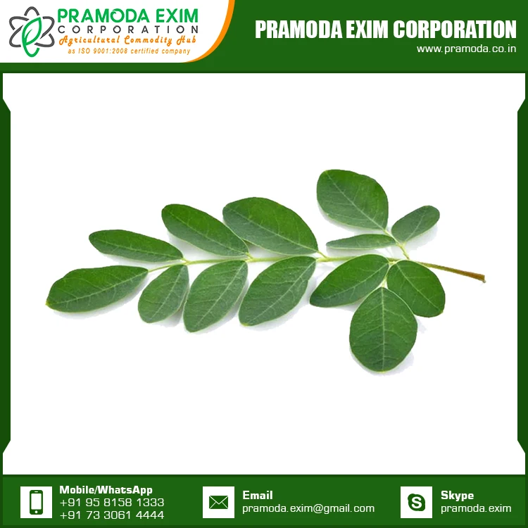 Аюрведическое растение, натуральные свежие листья Моринги