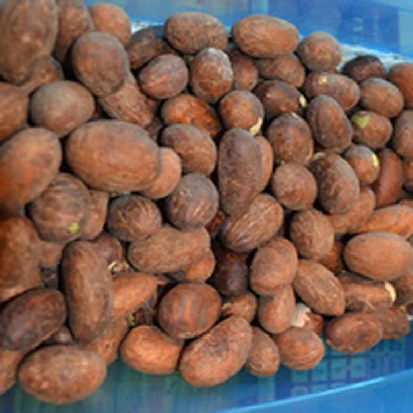 Healthy Garcinia Kola(Bitter Kola) / Fresh Dried Bitter Kola/ Bitter