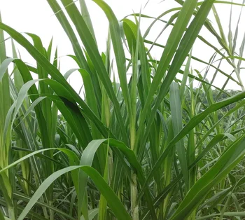 Elephant Grass From Vietnam - Buy Elephant Grass,Green Grass,Napier ...