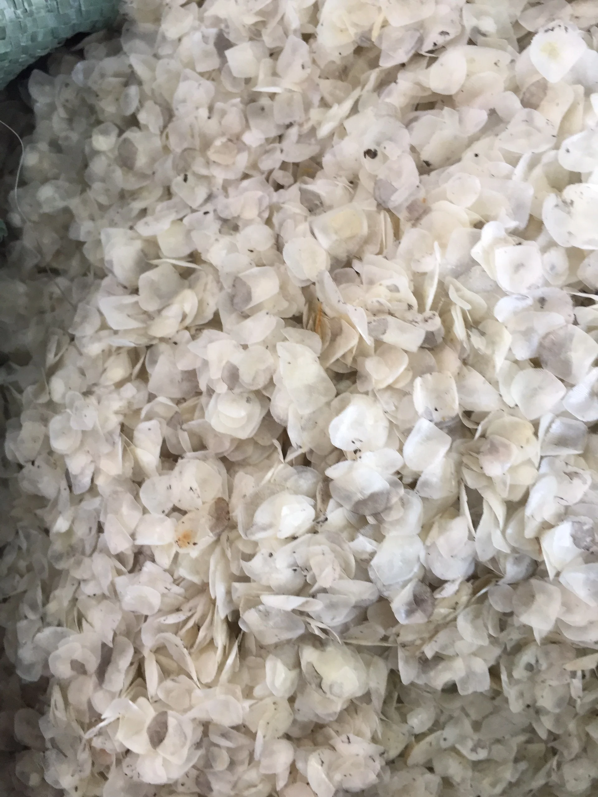 Wholesale Price Dried Fish Scale For Fish Scale Material Collagen