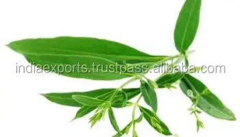 Чистый натуральный экстракт андрографиса паникулы андрографолид