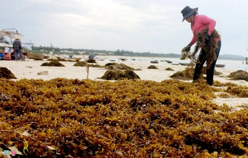 Dried Sargassum Seaweed Gulfweed Sargasso With The Best Price/hot Sale ...