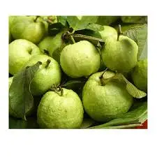 FRESH GUAVA/GUAVA FRUIT SELLING in BULK