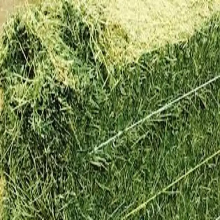 Organic Alfalfa Hay In Bales For Animal Feed Buy High Quality Alfalfa
