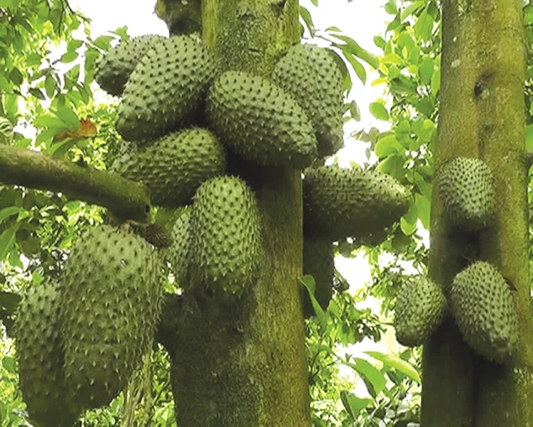 HOT SALE CHEAPEST PRICE GRAVIOLA SOURSOP FRUIT 2024