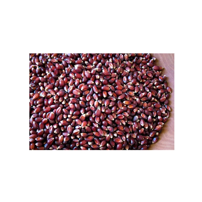 Bulk Supplier Of Indian Natural Organic Red Maize Corn For Sale Buy Red Maize Organic Maize Corn Red Corn Seed Product On Alibaba Com