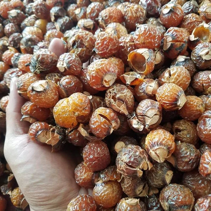 VIETNAM SOAPNUT SOAPBERRY