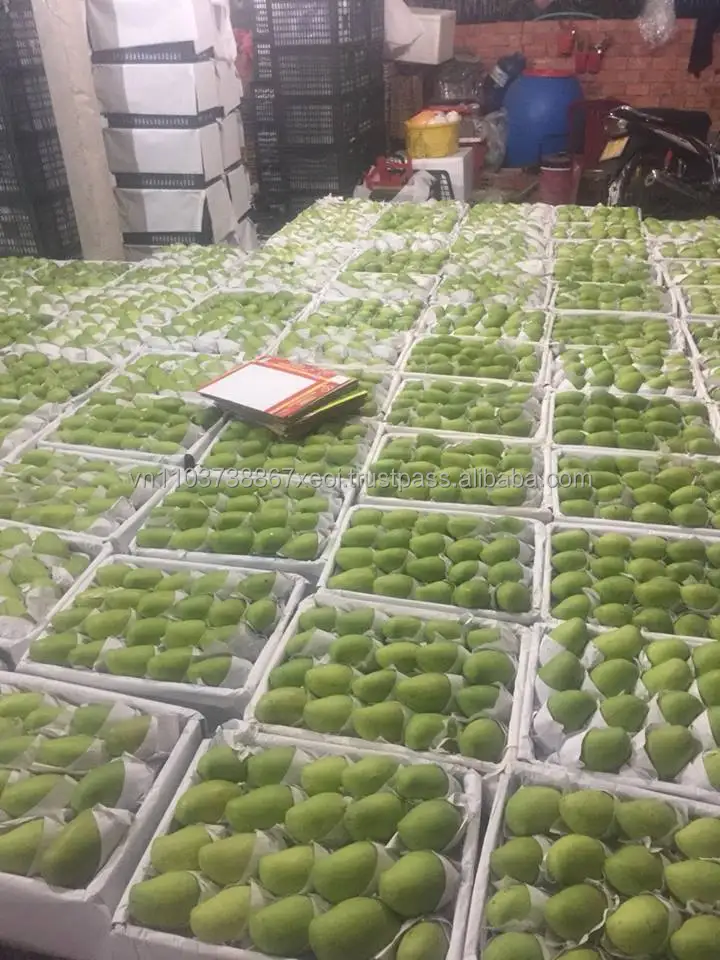 Good Price 100% Fresh Mangoes in the Season