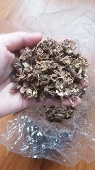 Vietnamese Corn Silage With Cheap Price