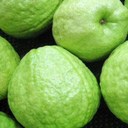 FRESH GUAVA/GUAVA FRUIT SELLING in BULK