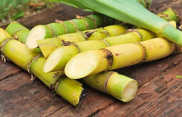 Reusable Natural Material Fuel for Sugar Mills Sugarcane Bagasse Products Pulp Low Price